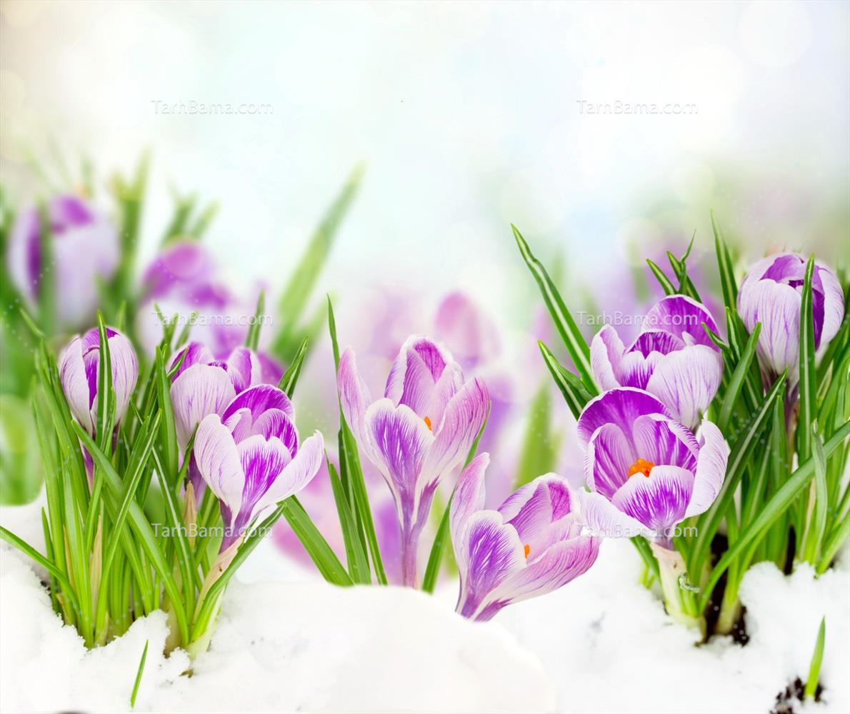 تصاویر گل و گیاه